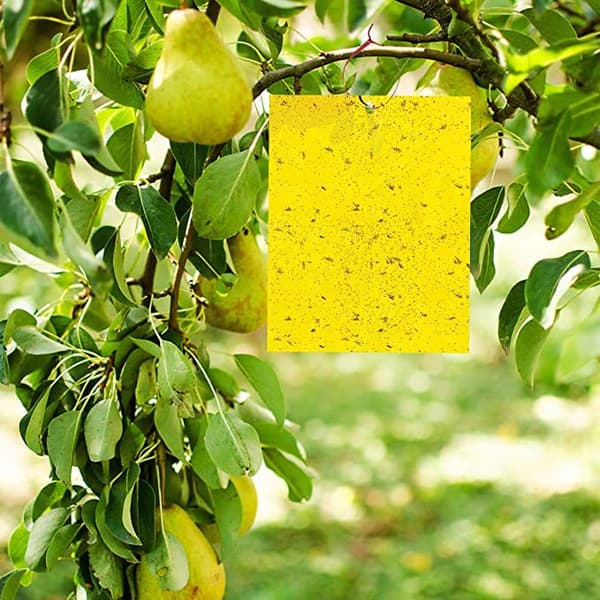 Insect Trap for Garden - 60 pack XL XL
