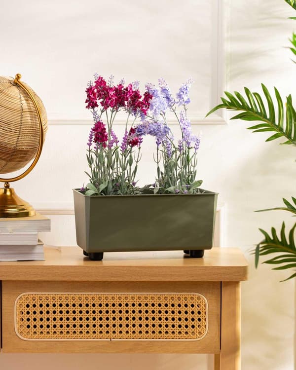 Salvia grågrön blomlåda_MGF