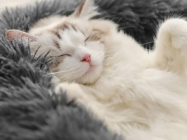 Plys hundeseng kat legegård blød pude sofaseng 100_MGF