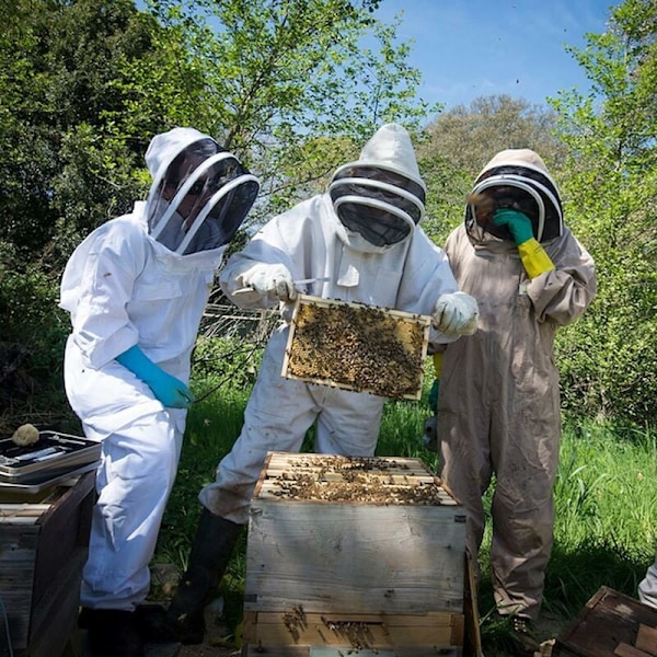 Ammattimainen mehiläishoitajan puku Anti Bee -suojavarusteet pitkillä käsineillä ja hunnulla mehiläishoitajille - XXL, AAFGVC