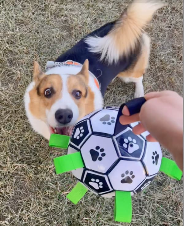 Hundfotboll - med öglor - 19 cm - för små hundar