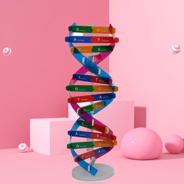 DNA-modell Dubbel Helix Struktur Lärverktyg ABS Dubbel Helix DIY Mänskliga Gener för Biologisk Vetenskap