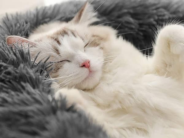 Fluffig hundsäng kattsängkläder mjuk kudde soffsäng 80cm_MGF