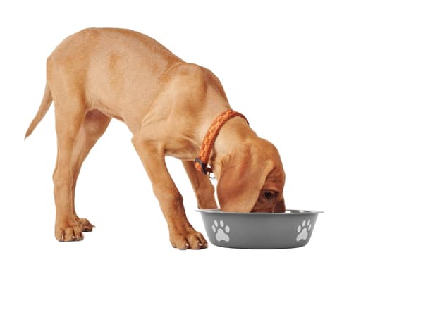Anti-skrid metal til hunde kattefoder vandskål 150ml_MGF