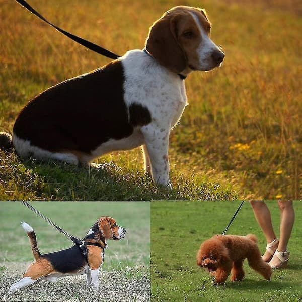 Long Dog Training Leash - Extra Long Dog Leash - 30 Meter Long Dog Leash - Perfect for Dog Training_MGF