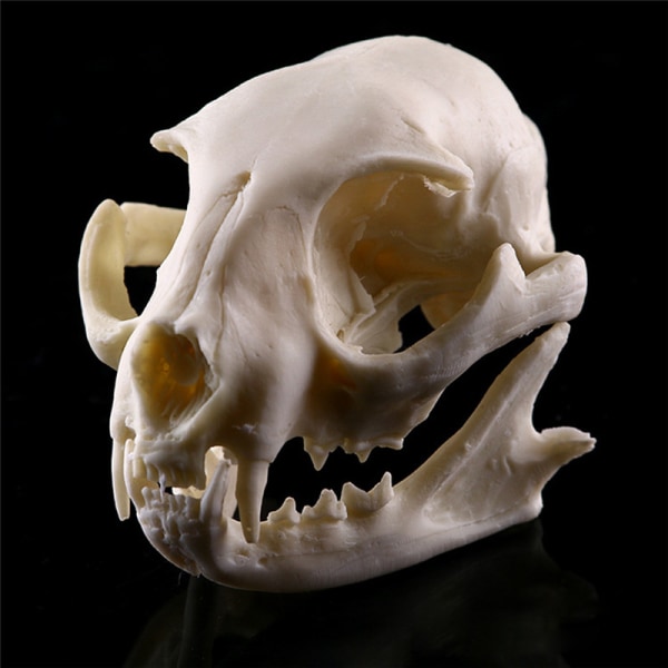 Realistisk Cat Skull Resin Model Replica Dekorative unike gaver White One Size