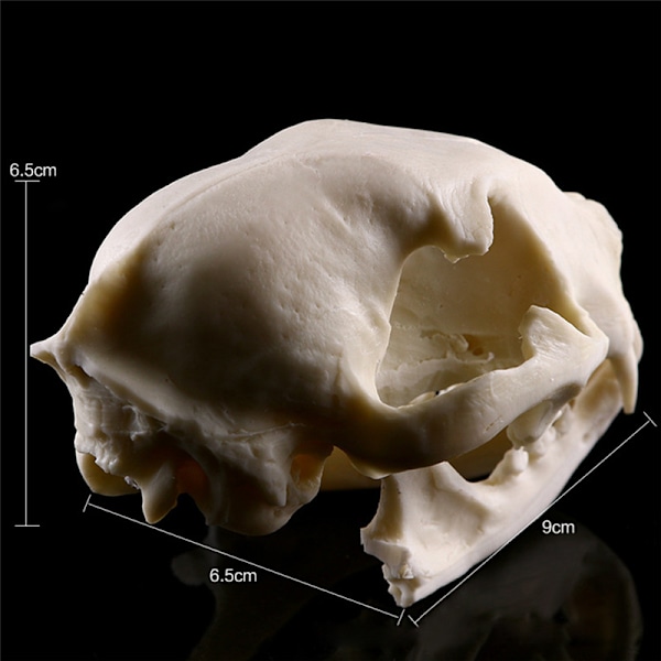 Realistisk Cat Skull Resin Model Replica Dekorativa unika presenter White One Size
