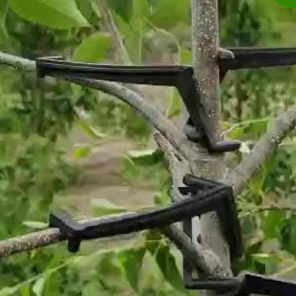 10 Stk Frugttræ Grene Holder Frugtgren Spreder Træ BH Black