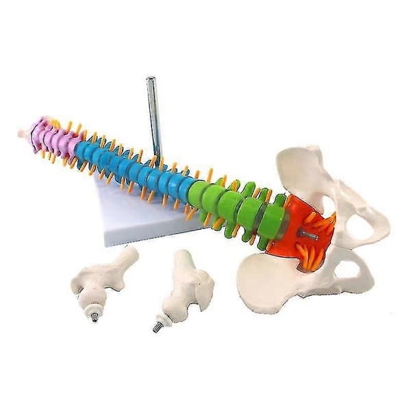 Anatomisk rygsøjlemodel 45 cm med bækkenknogle til medicinstuderende color