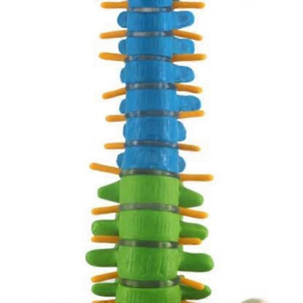 Anatomisk rygsøjlemodel 45 cm med bækkenknogle til medicinstuderende color