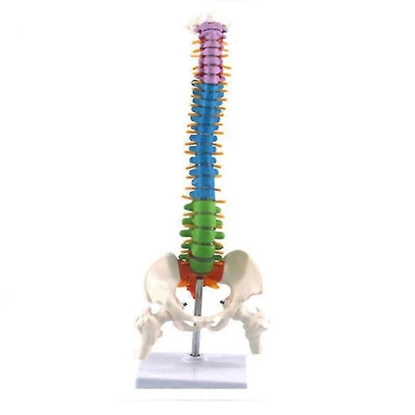 Anatomisk ryggradssøylemodell 45 cm med bekkenben for medisinstudenter color