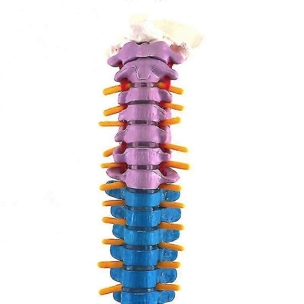Anatomisk rygsøjlemodel 45 cm med bækkenknogle til medicinstuderende color