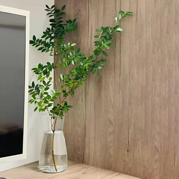 Glasvas Klar Blomvas för Vardagsrum, Hem, Kontor eller Bröllop