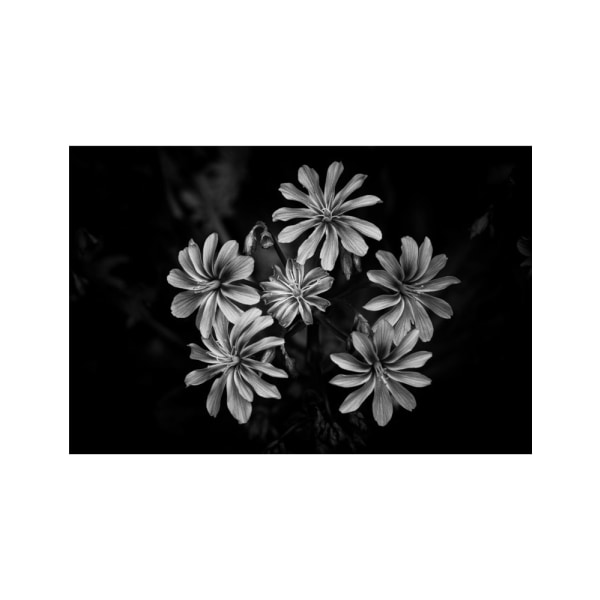 Vilde blomster - 30x40 cm