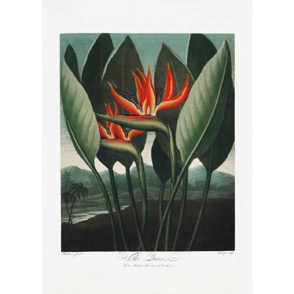 The Queennplant From The Temple Of Flora (1807) - 30x40 cm