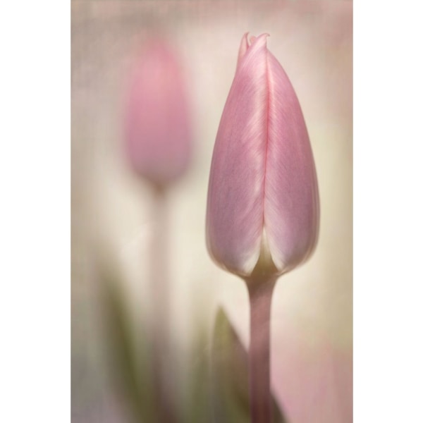 Pink Tulips - 21x30 cm