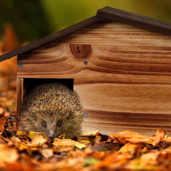 Hedgehog House, jossa viisto katto, mänty