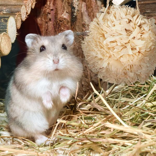 Hamsterin tarvikesetti 5 kpl.
