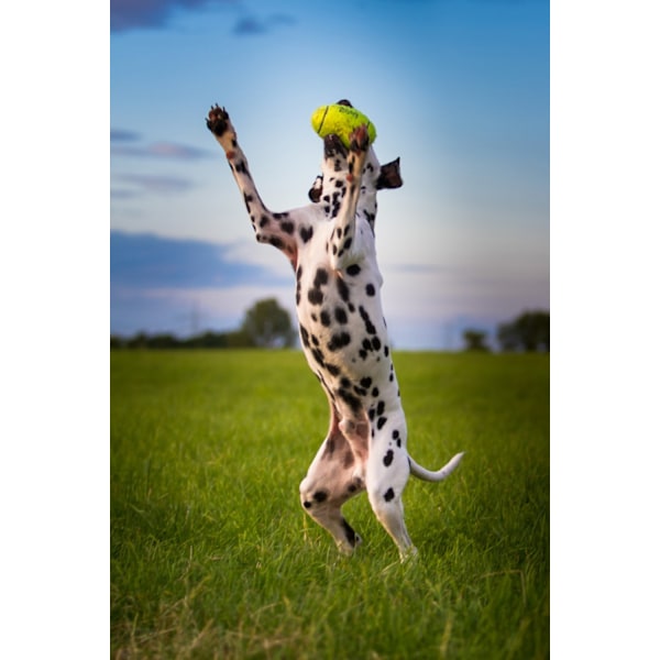 KONG Air Squeaker Football Small