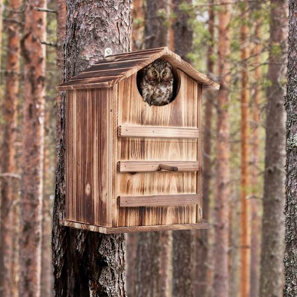 Owls Nest Box Wood