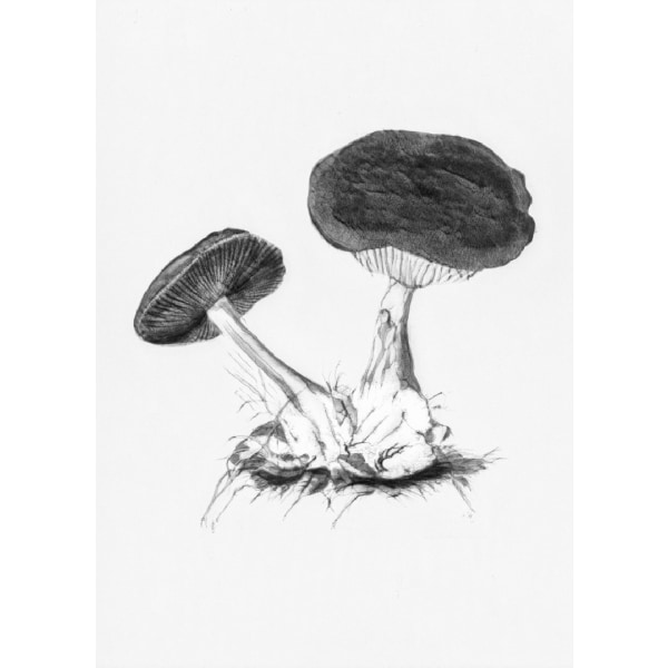 Vintage Violet Webcap Mushroom Bright Bw - 70x100 cm