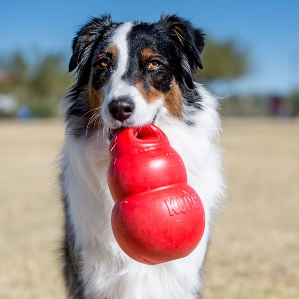 KONG Bounzer Suuri