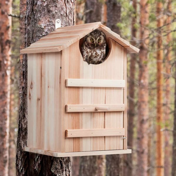 Ugglor bo Box Wood
