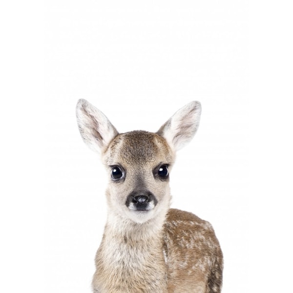 Baby Deer - 30x40 cm