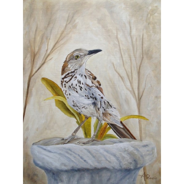 Early Brown Thrasher - 30x40 cm