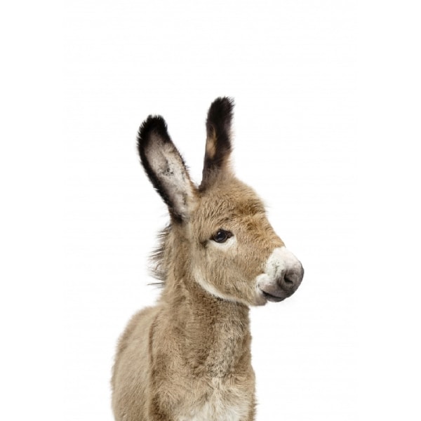 Baby Donkey - 50x70 cm