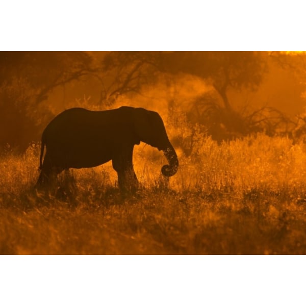 Golden Elephant In Savute - 30x40 cm
