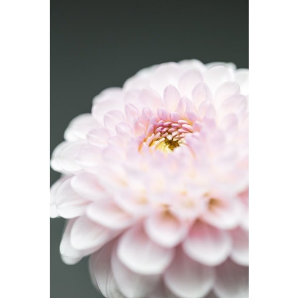 Pink Flower No1 - 50x70 cm