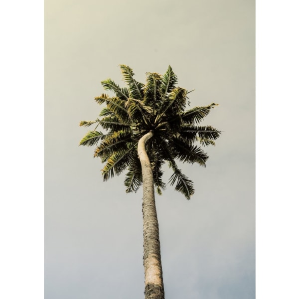 King Palm - 70x100 cm