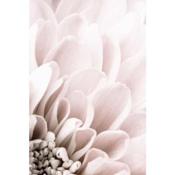 Chrysanthemum No 03 - 21x30 cm