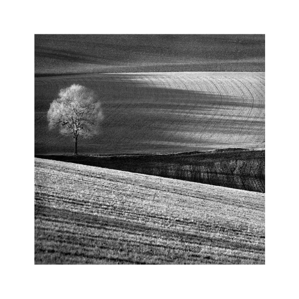 Fields And Tree - 50x70 cm