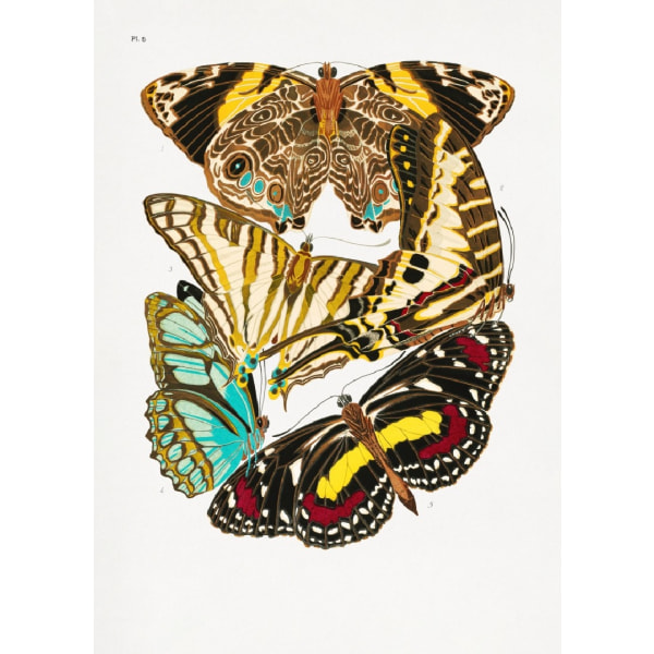 Butterflies 10 - 70x100 cm