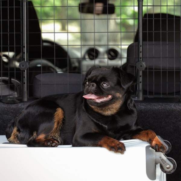 Hundebeskyttelsesvogn Universal Large