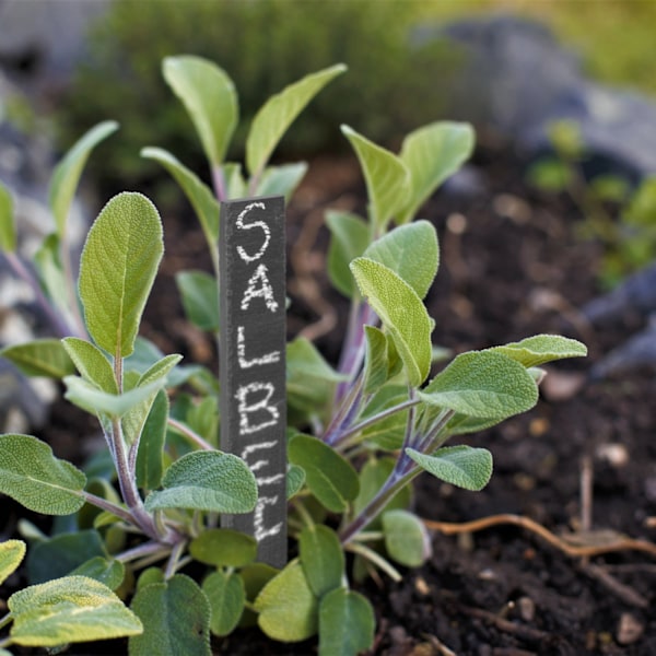 Stikplader til planter - 10 stk