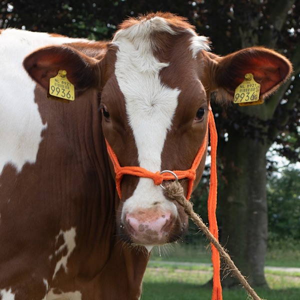 Halter Calf säädettävä leveä oranssi