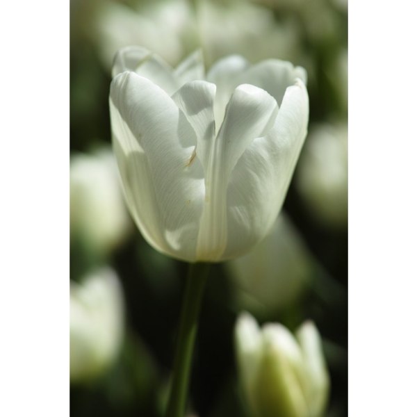 White Tulip Close Up - 21x30 cm