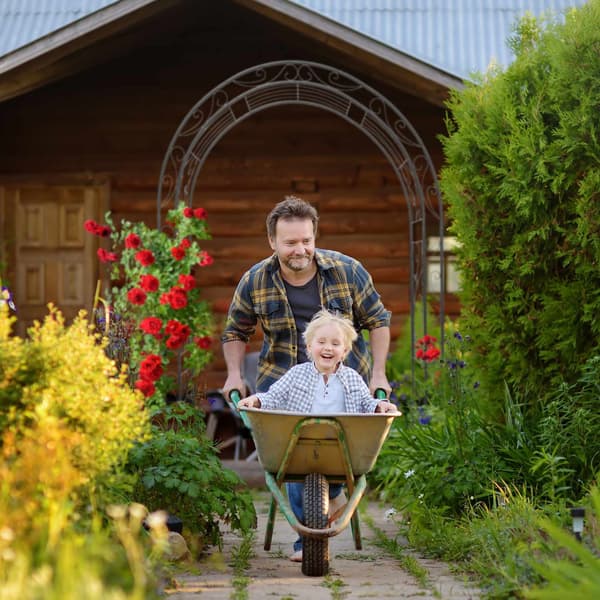 Rosenträ blad