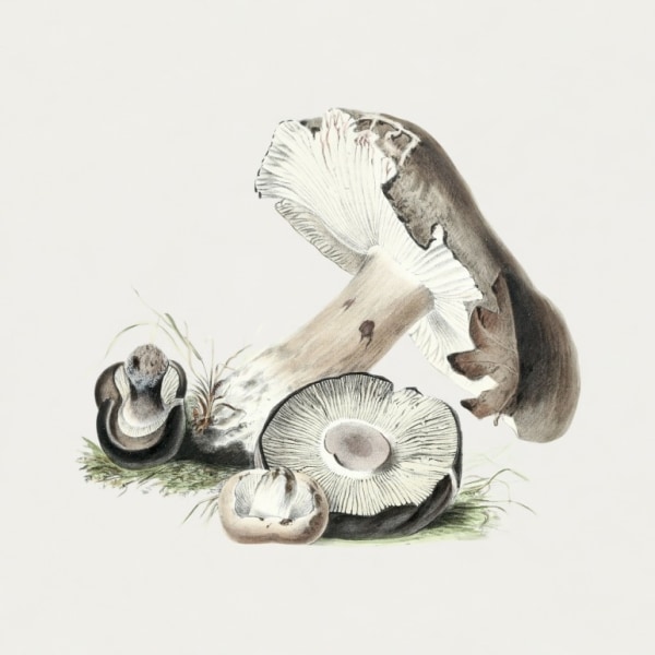 Vintage Agaricus Augustus Mushroom - 70x100 cm