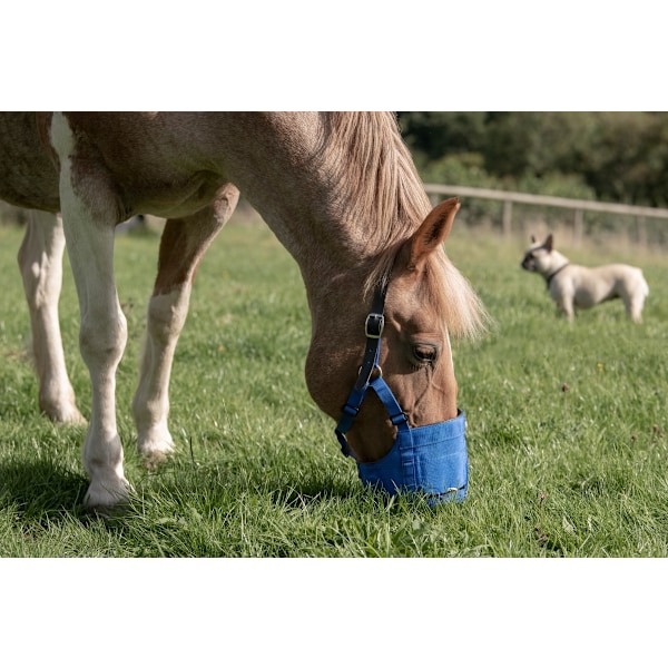 Laidun kuono The Ultimate Muzzle Pony