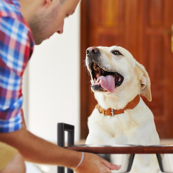 Foderstation til hunde