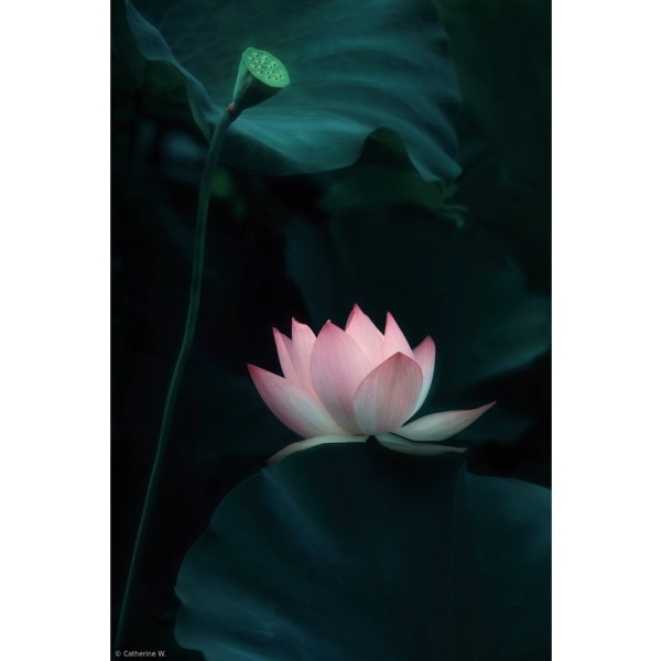Lotus Flower - 21x30 cm