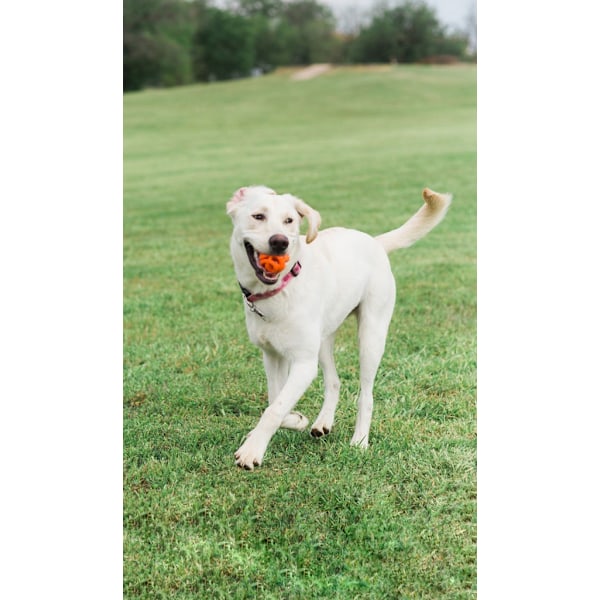 Chuckit! Air Fetch Ball Medium