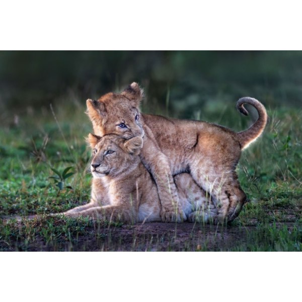 Playful Lion Cubs - 30x40 cm