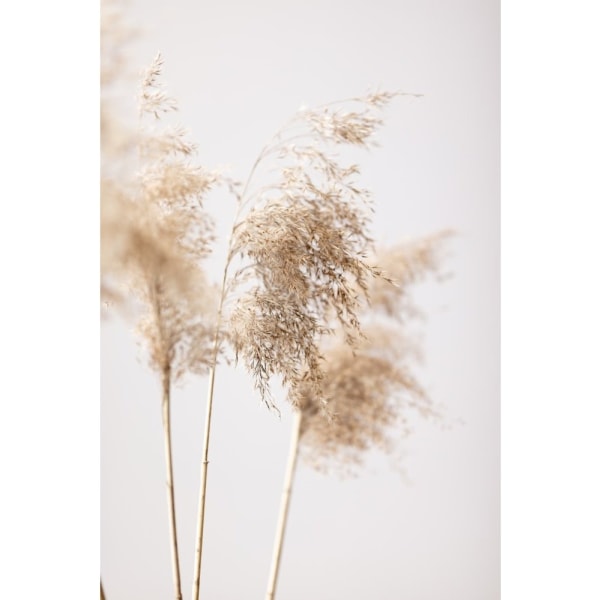 Reed Grass Grey 09 - 70x100 cm