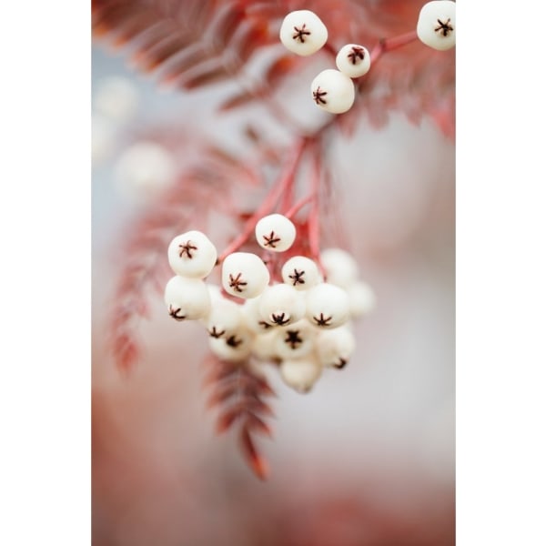 Berries On A Twig - 30x40 cm