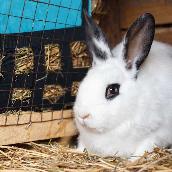Heinäpussi pienille eläimille